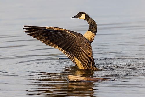 Canada goose bathing, flapping wings in wetland, Marion County, Illinois. Art Print